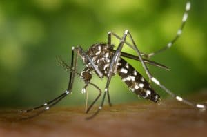 laos mosquitoes control solution, dengue, zika, infuenza
